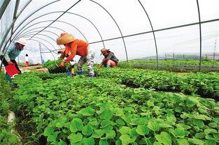 饶阳瓜菜今日价格,新鲜蔬菜价格一览”