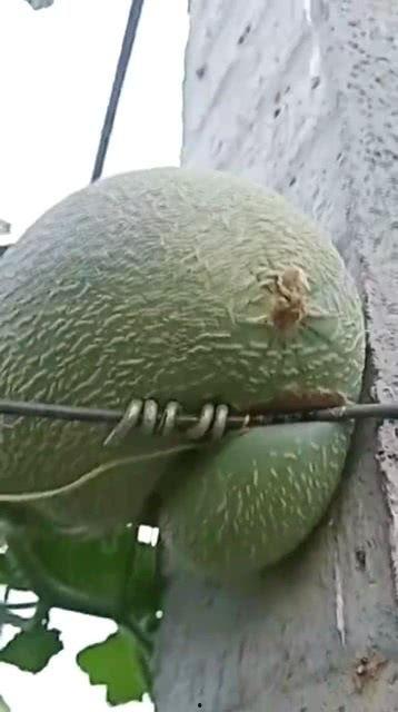 嘉兴哈密瓜今日价格,品质佳品，实惠之选