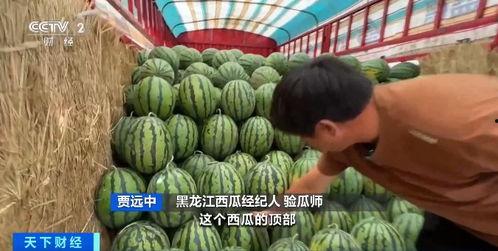 建瓯今日瓜价格最新行情,今日瓜价走势解析