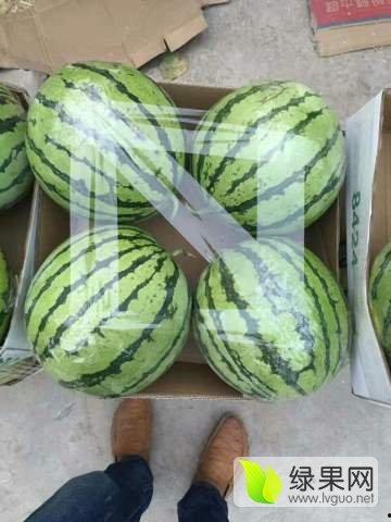 建瓯今日瓜价格最新行情,今日瓜价走势解析