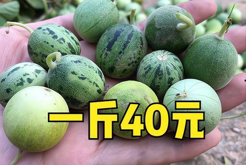 2023年小瓜今日价格,今日行情一览”