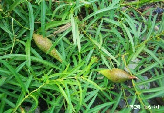 猫瓜草今日价格,市场波动下的行情解析