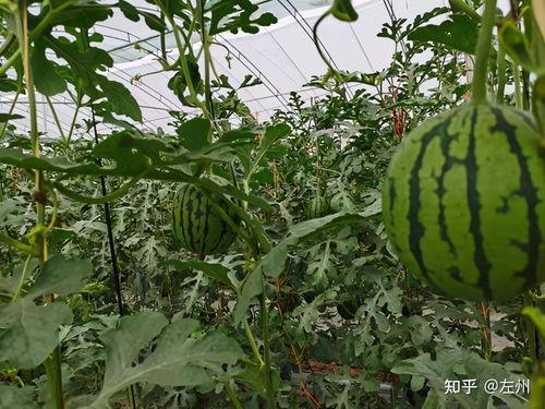 小吊瓜今日价格查询,市场行情实时解析”