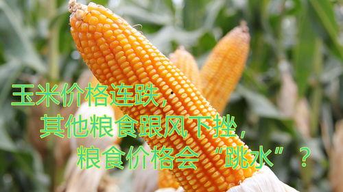 蒲城吊瓜今日行情价格,价格波动背后的市场解析