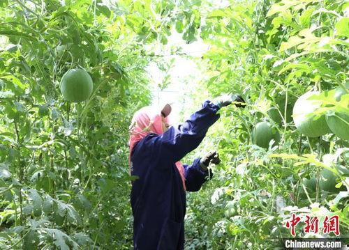 银川吊瓜今日价格,价格行情一览”
