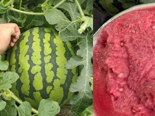麒麟瓜种子价格今日行情,价格波动解析