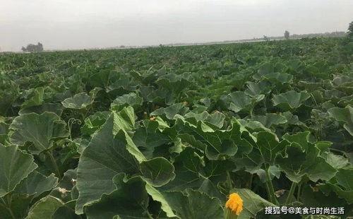 瓜栗价格今日价,市场动态一览”