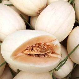 昆明小蜜瓜今日价格,新鲜上市，品质保证，价格实惠