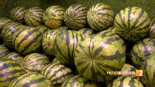 南京麒麟瓜今日价格,价格行情一览