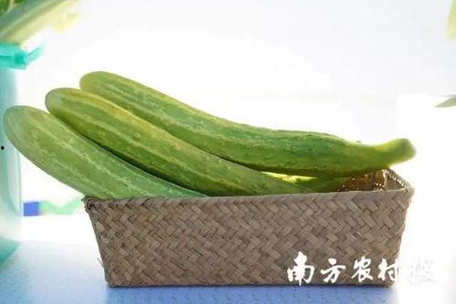 今日下桥毛瓜价格,市场行情实时解析