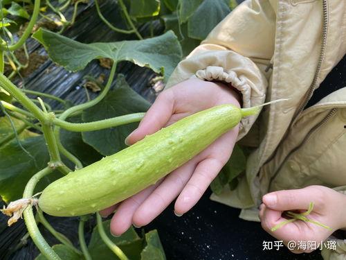 今日黄白瓜价格最新行情,涨跌互现，市场动态解析