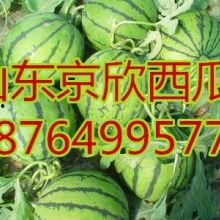 山东潍坊今日瓜价,瓜价行情一览无余